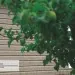 Сайдинг Ю-Пласт TIMBERBLOCK Пихта (Тимберблок) Cахалинская купить в Ростове-на-Дону
